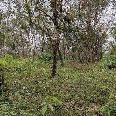 Rubber Tree