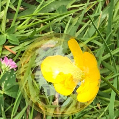 yellow flower in the bubble 
