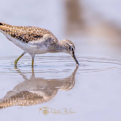 Common Sandpiper
Actitis hypoleucos