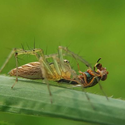 macro photography