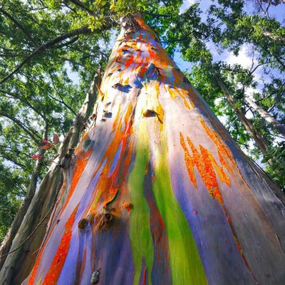 Rainbow Tree 