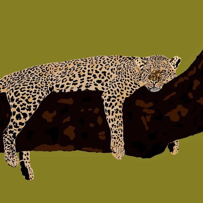 cheetah 🐆❤️
