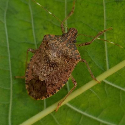 Brown Marmorated Stink Bug 