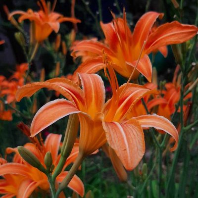 🌼 flower🥰