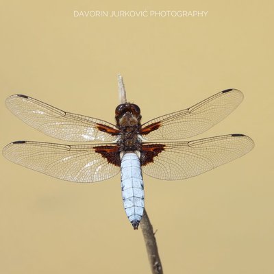 Libellula depressa (Male)…