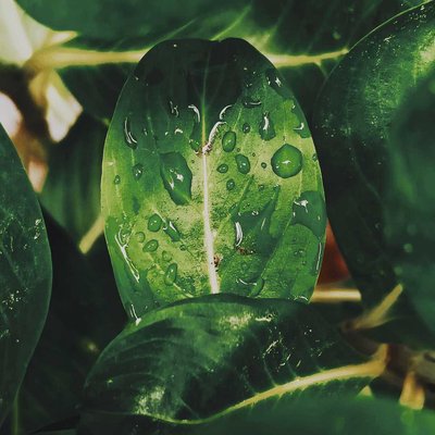 Green leaf 🍀🌿