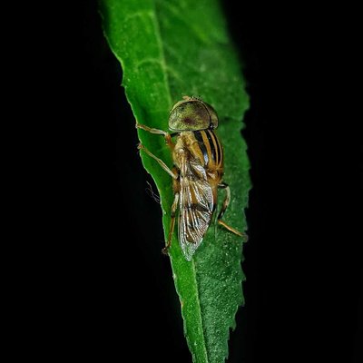 Fly