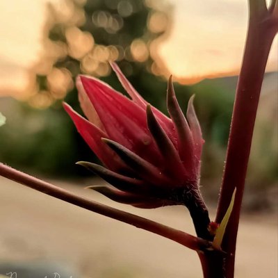 ROSELLA
