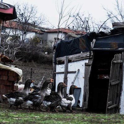 ipsala turpcular köyü