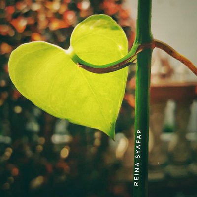 Philodendron Hederaeun