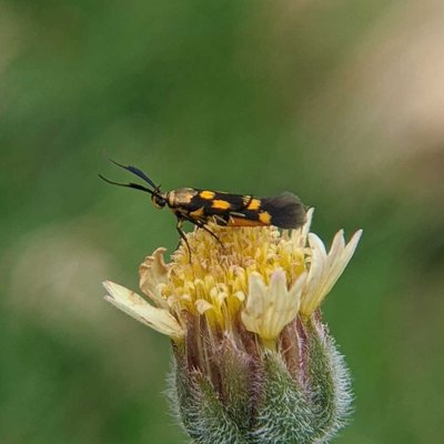 Stathmopoda