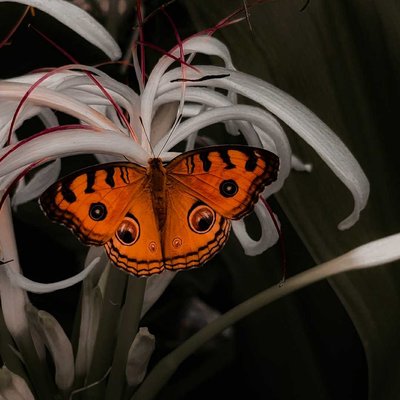 Nature's Helper