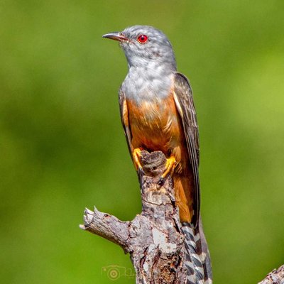 Plaintive cuckoo 