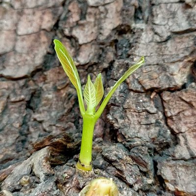 little Plant in tree 😍😍😍
