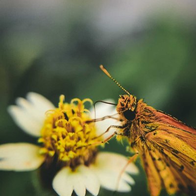 Macro Photography