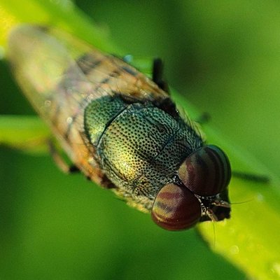 macro photography 📲