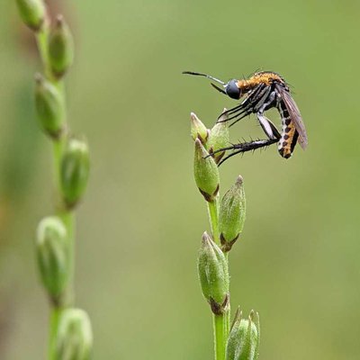 Toxophora