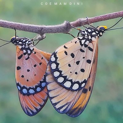 Macro (nature flora/fauna)