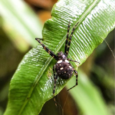 Cyrtophora || Laba-laba Jaring Tenda