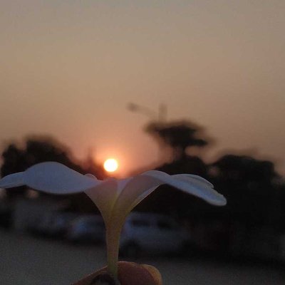 sun with flower 🤗