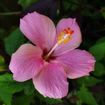 Hibiscus
