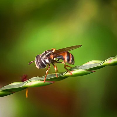 Hoverfly/lalat Bunga