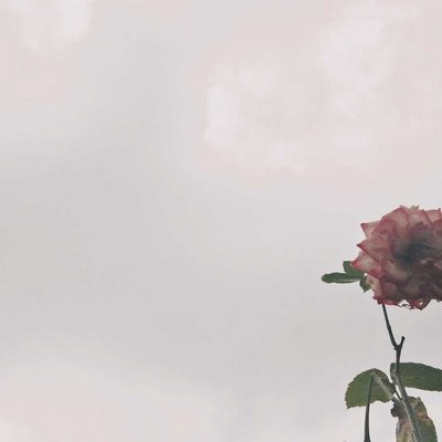 Rose Flower