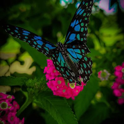 Butterfly 🦋❤️.