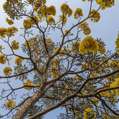 Lapacho (Handroanthus impetiginosus)