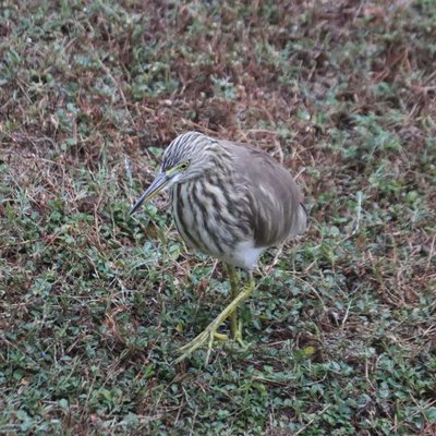 Pond Heron on wet grass