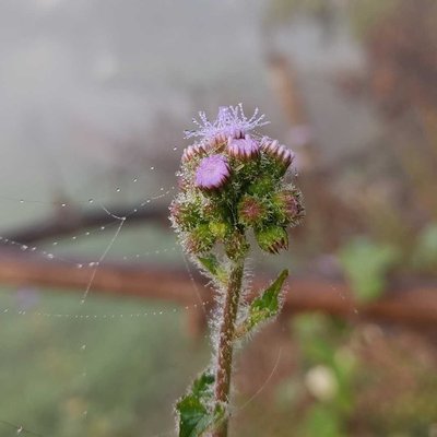 Macro 