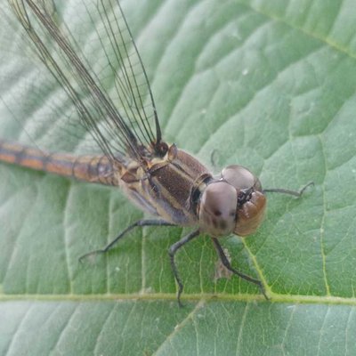 dragon fly