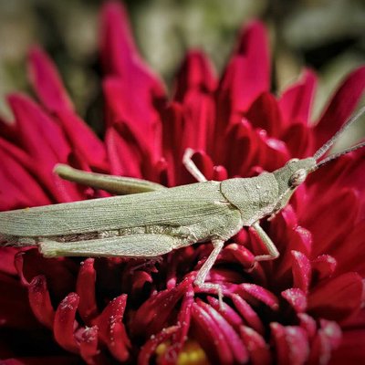 grasshopper