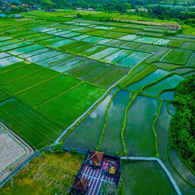 Ricefield Near Sukawati - Gianyar