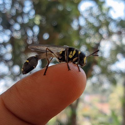 Eumeninae / Tawon potter