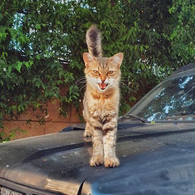 roar
