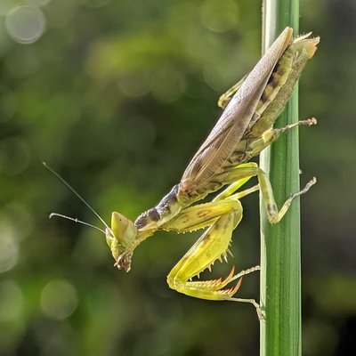 Creobroter gemmatus