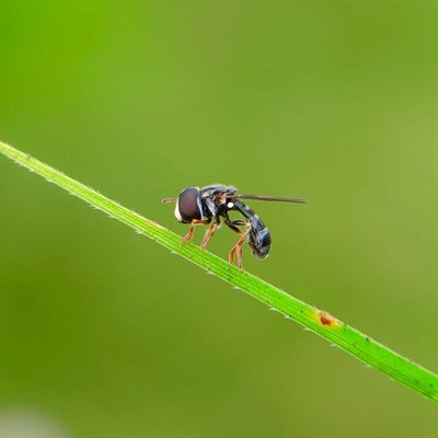 Hover Fly.