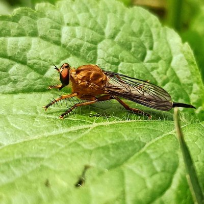 Asilidae