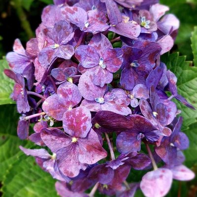 Hydrangea macrophylla@Taman Orchid Forest Cikole