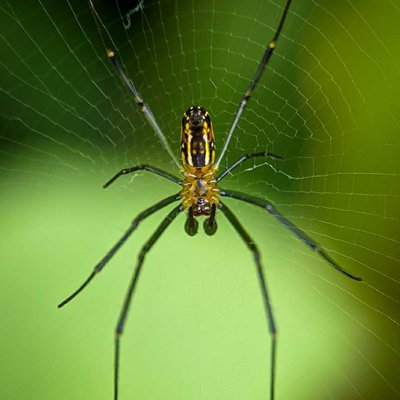 Spider