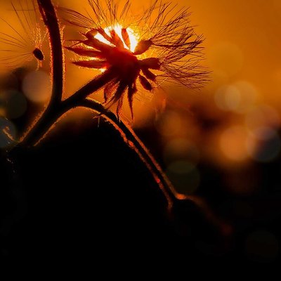 dandelion