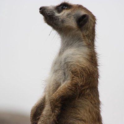 Suricatas / Meerkats 