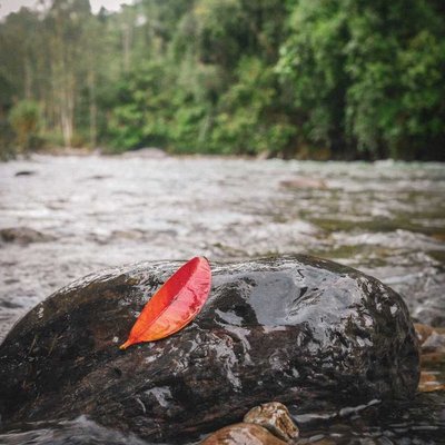 the red leaf
