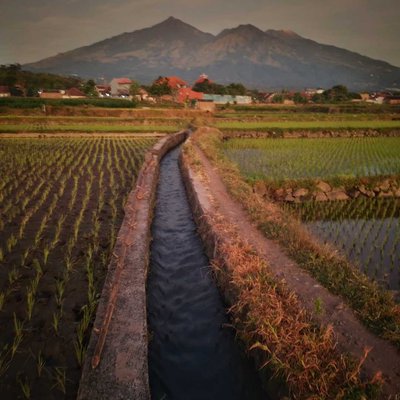 keindahan persawahan di pagi 