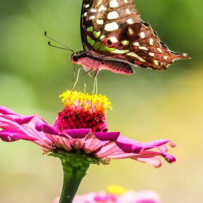 The tailed jay Butterfly