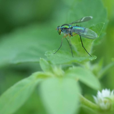 chrysosoma sp. (cmiiw)