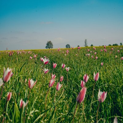 wild tulips