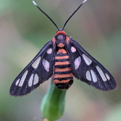 Amata huebneri
