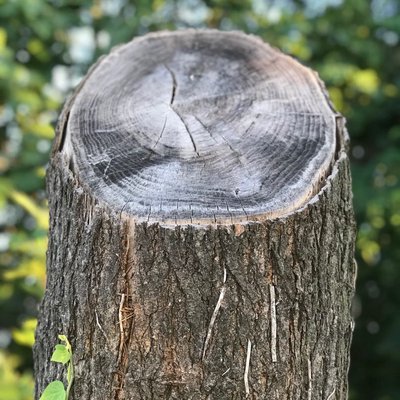 Save the trees!